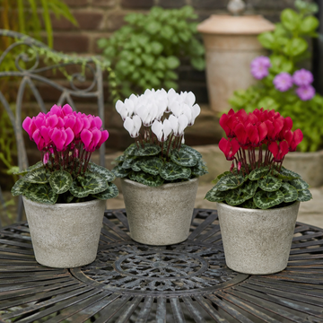 Cyclamen Growers Selection 10.5cm Pot Pack of 3 & 6 Flowering Outdoor Plants Plants By Post