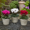 Cyclamen Growers Selection 10.5cm Pot Pack of 3 & 6 Flowering Outdoor Plants Plants By Post