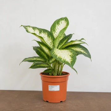Dieffenbachia Camilla Dumb Cane 19cm Pot – Large Indoor Foliage Houseplant Plants By Post