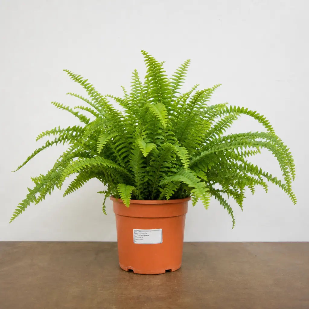 Nephrolepis Hanging Basket Boston Fern 19cm Pot – Easy Care Pet Friendly Indoor Houseplant Plants By Post
