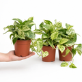 Epipremnum Aureum – Golden Pothos Devil’s Ivy Houseplant in 12cm Pot