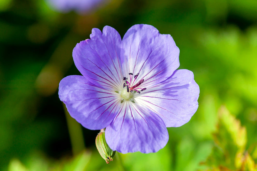 Geranium Rozanne ‘Gerwat’ – 2L (17cm Pot) Award-Winning Blue Hardy Perennial Plants By Post