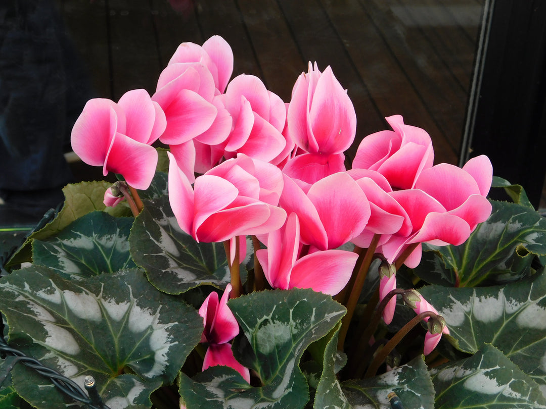Cyclamen Silver Leaf Salmon 10.5cm Pot Pack of 3 & 6 Flowering Plants