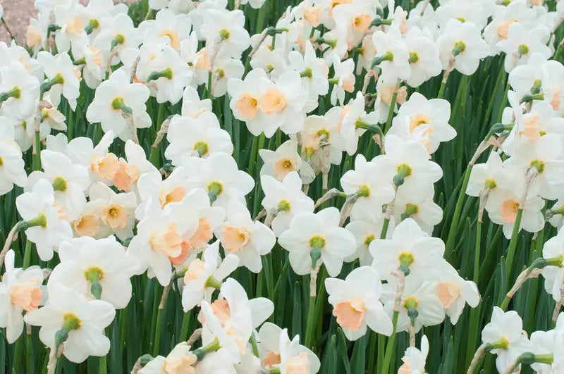 Narcissus Roseanna – Pack of 15 Pink & White Daffodil Bulbs