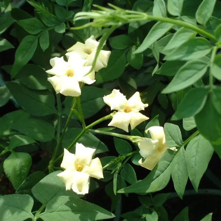 Jasminum officinale Clotted Cream 3L Pot
