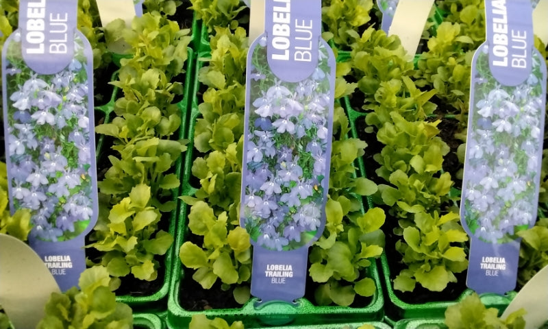 Lobelia Trailing Blue 6 Pack x 2 - 12 Plants Cascading Summer Flowers plants by post