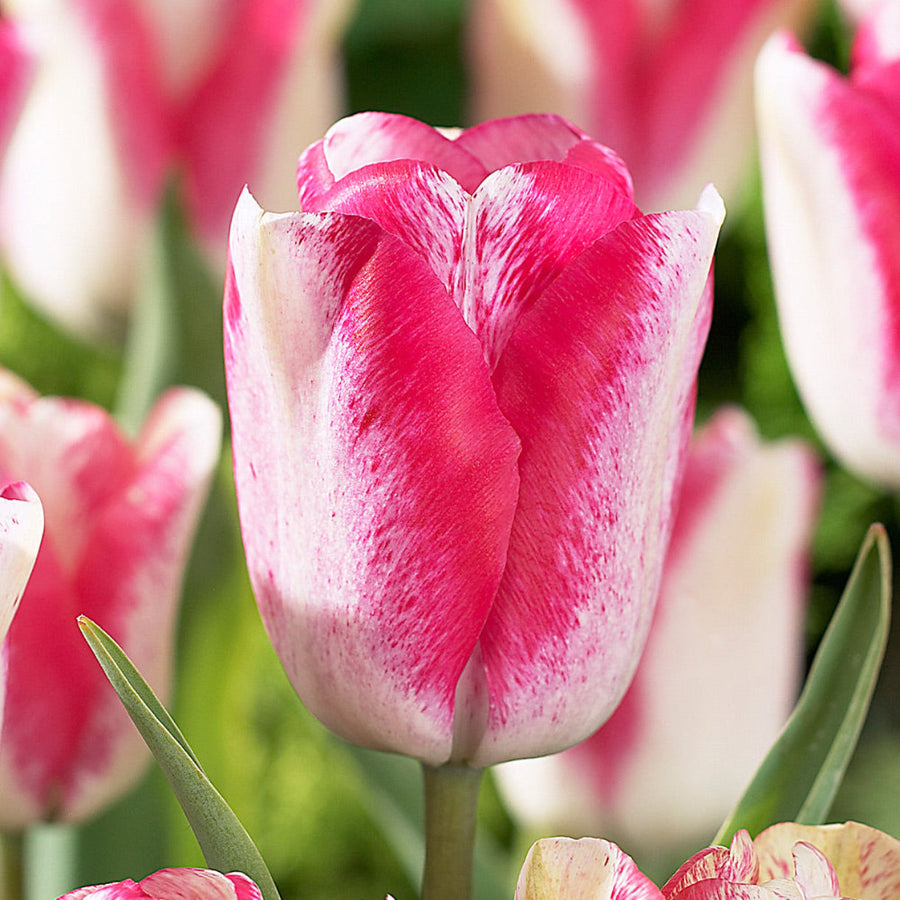 Tulip 'Mata Hari' (15 Bulbs) The Rose Press Garden
