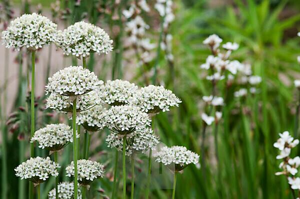 Allium 'Nigrum' (10 x Bulbs) Plants By Post