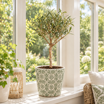 Mini Olive Tree displayed in a decorative planter for modern indoor and outdoor spaces.