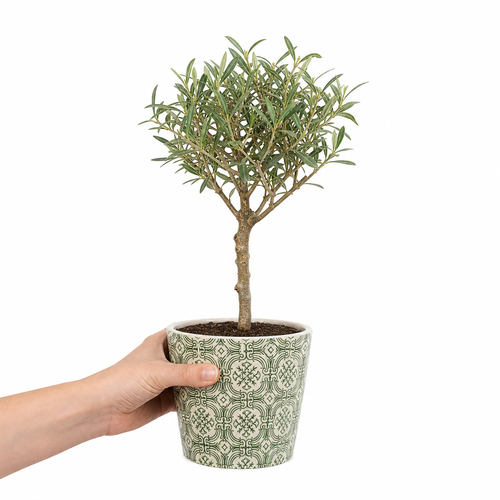 Mini Olive Tree displayed in a decorative planter for modern indoor and outdoor spaces.