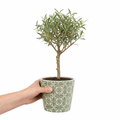 Mini Olive Tree displayed in a decorative planter for modern indoor and outdoor spaces.