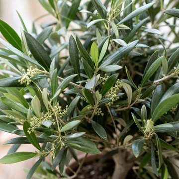 Close-up of Mini Olive Tree foliage showing silvery green leaves and delicate flower buds.