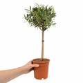 Mini Olive Tree in nursery pot held by hand, ideal for patios, balconies and gardens.