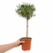 Nursery Pot