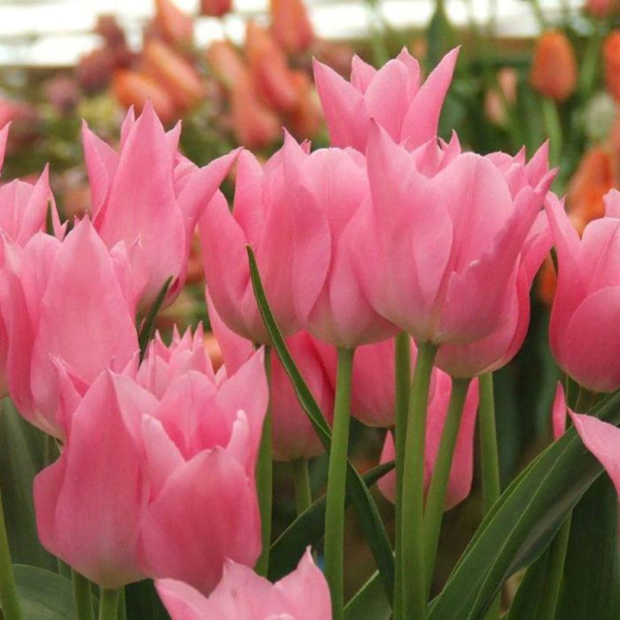 Tulip 'Miss Elegance' (15 Bulbs) The Rose Press Garden