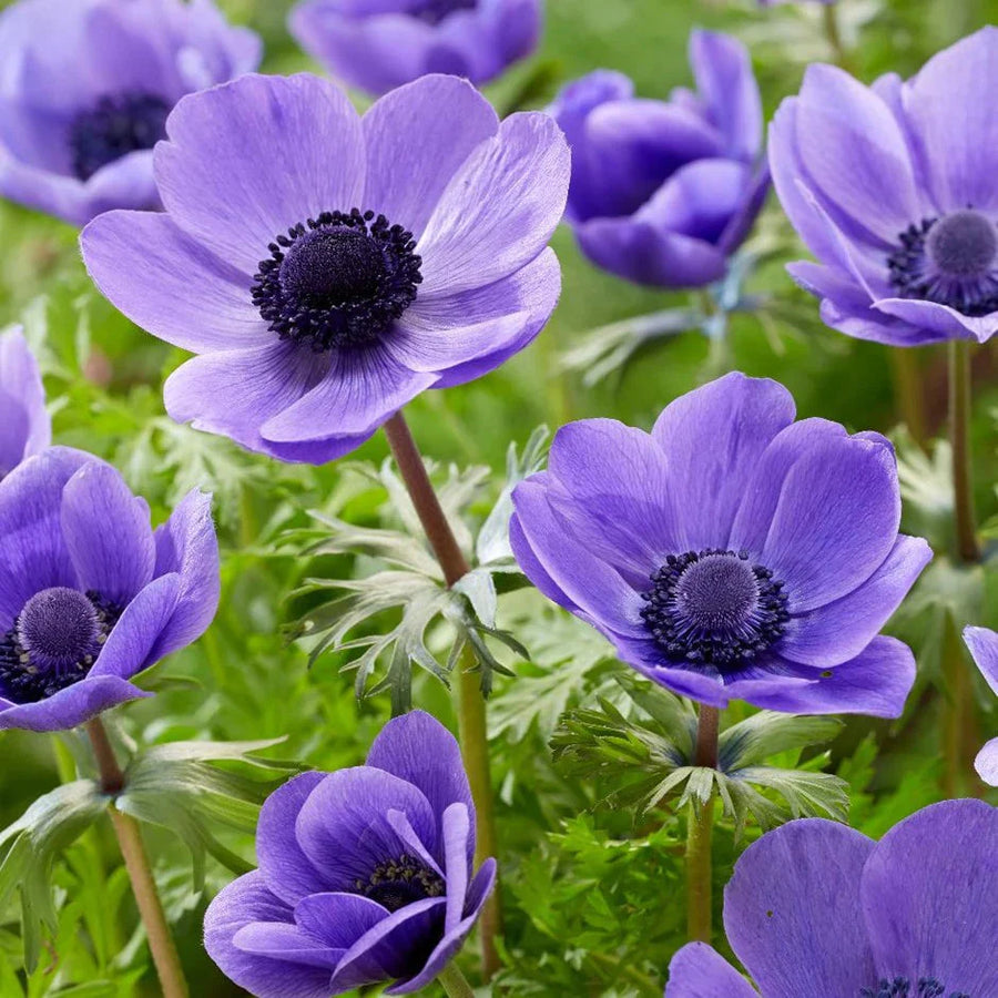 Anemone White & Blue Mix (20 Corms) The Rose Press Garden