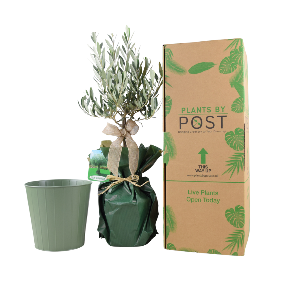 Olive Tree Housewarming Gift delivered in Eco-Friendly Packaging with Free Care Guide.