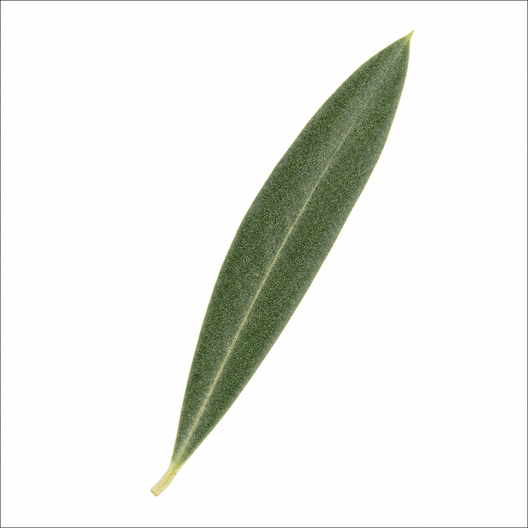 Close-up of a healthy olive tree leaf with silvery green foliage.