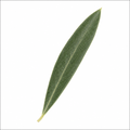 Close-up of a healthy olive tree leaf with silvery green foliage.