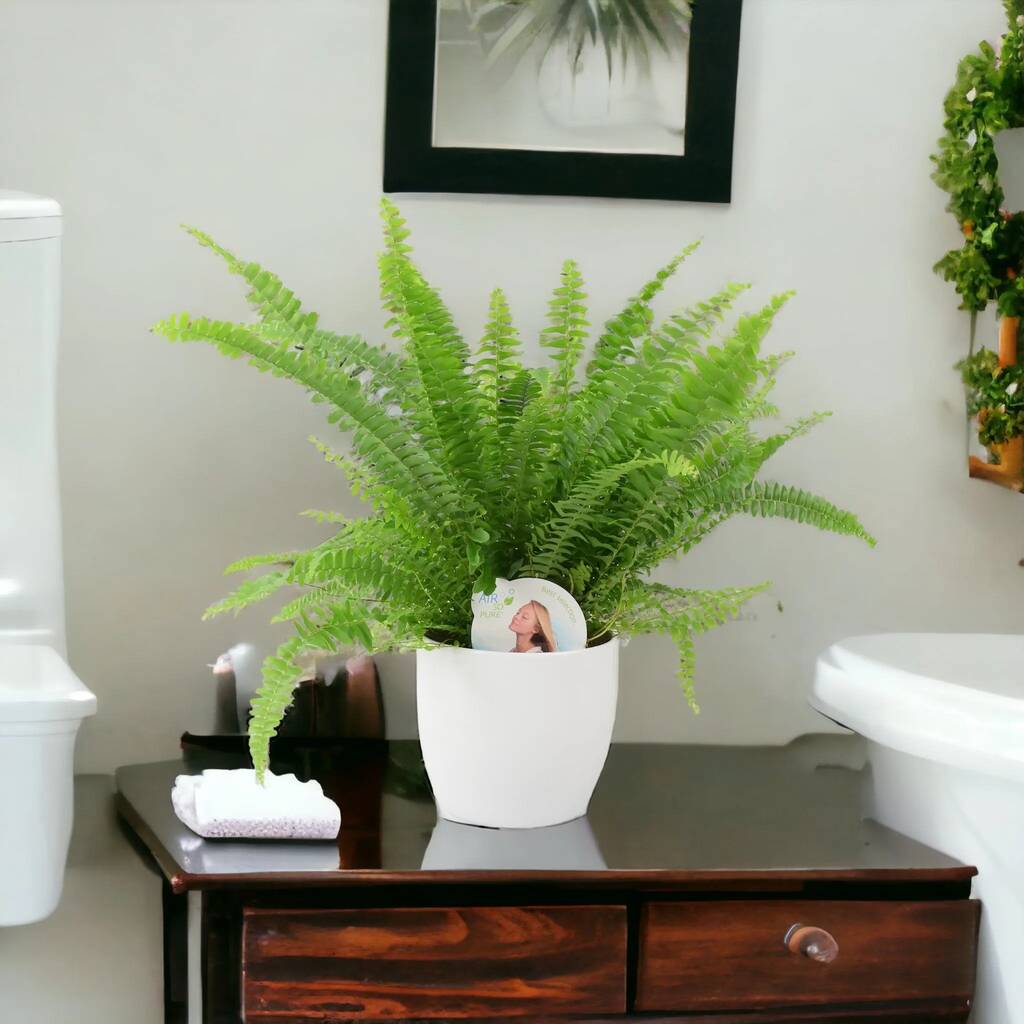 Boston Fern in White Ceramic Pot 12cm – Air-Purifying Gift for Plant Lovers Plants By Post UK