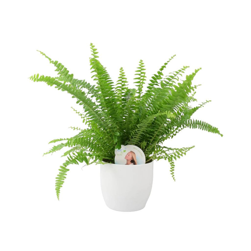Boston Fern in White Ceramic Pot 12cm – Air-Purifying Gift for Plant Lovers Plants By Post UK