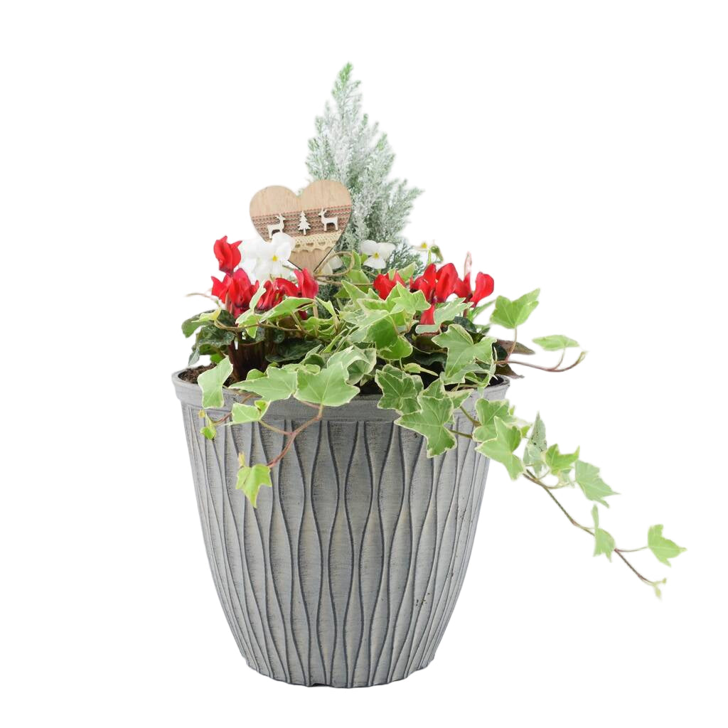 Festive Outdoor Planter 26cm Winter Garden Arrangement Plants By Post