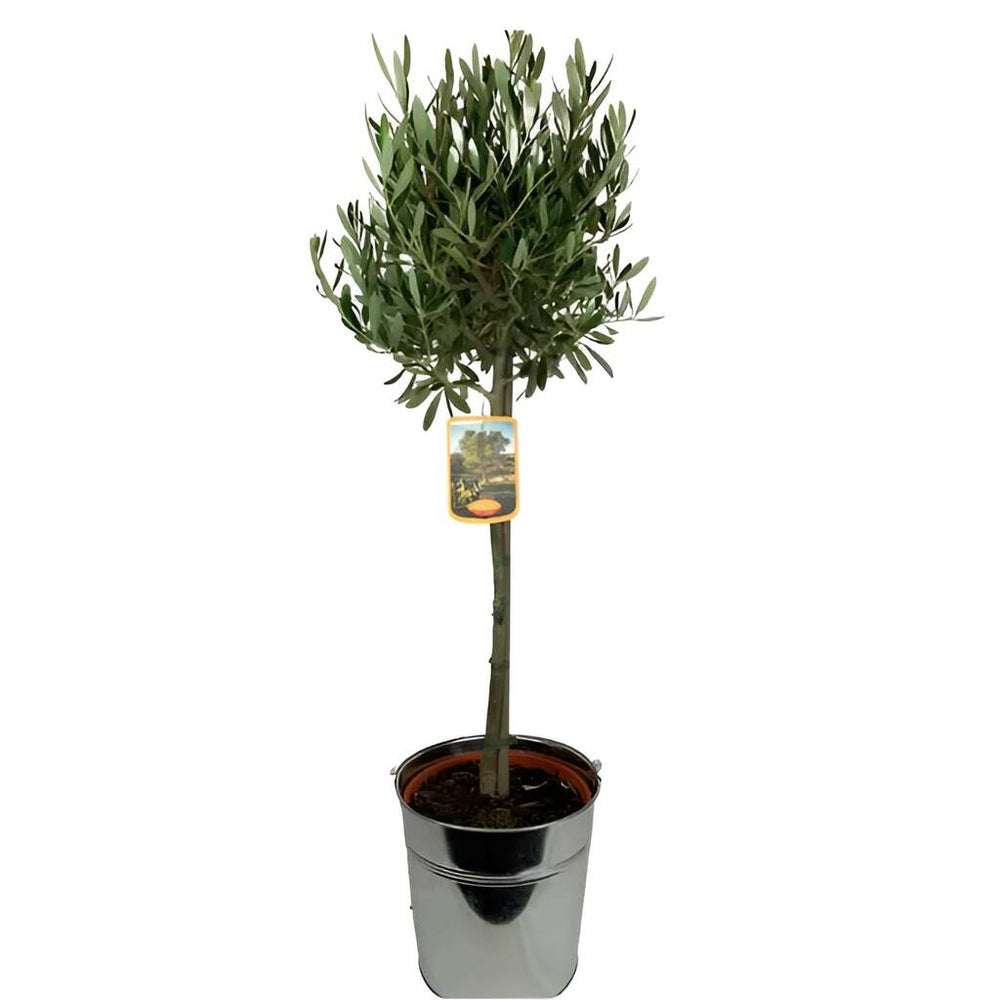 Large Olive Tree in Rustic Metal Bucket – Hardy Outdoor Mediterranean Plant Plants By Post UK