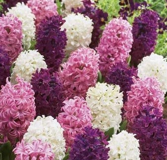 Hyacinth Pastel Mix (10 Bulbs) The Rose Press Garden