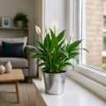 Peace Lily Plant 12cm - Air Purifying Houseplant Elegant Indoor Plant with White Flowers Plants By Post UK