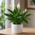 Peace Lily Plant 12cm - Air Purifying Houseplant Elegant Indoor Plant with White Flowers Plants By Post UK