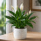 Glossy White Ceramic Pot