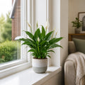 Peace Lily Plant 12cm - Air Purifying Houseplant Elegant Indoor Plant with White Flowers Plants By Post UK