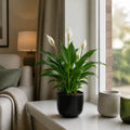 Peace Lily Plant 12cm - Air Purifying Houseplant Elegant Indoor Plant with White Flowers Plants By Post UK