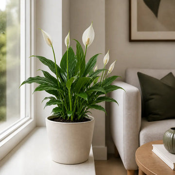 Peace Lily Plant 12cm - Air Purifying Houseplant Elegant Indoor Plant with White Flowers Plants By Post UK