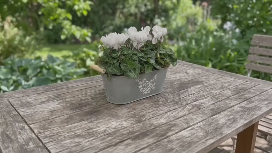 Floral Design Trough with Cyclamen – Wooden Handles & Moss Top