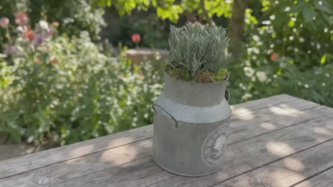 Lavender in a Milk Churn with Moss Finish