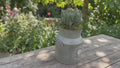 Lavender in a Milk Churn with Moss Finish