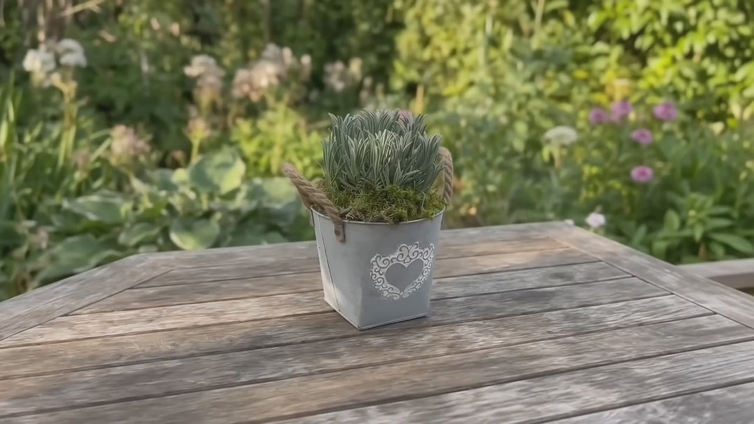 Lavender in Heart Logo Tin with Moss Topping – Pre-Planted Garden Container