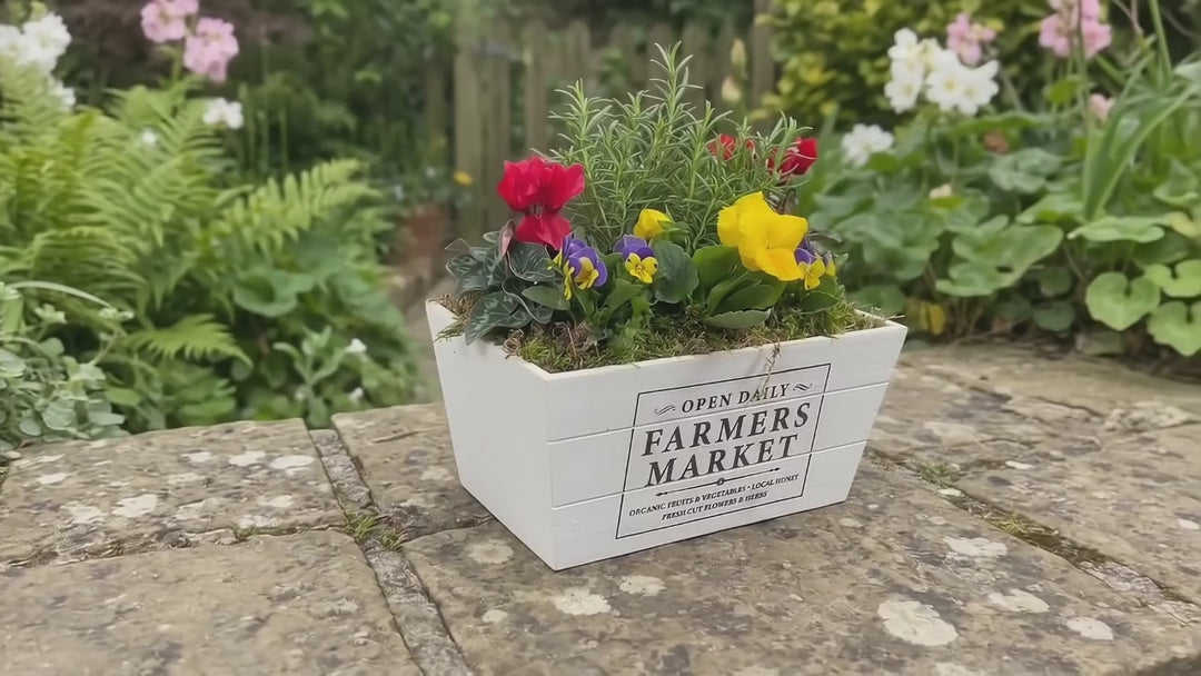Seasonal Farmers Market White Wooden Trough with Mixed Plants – Moss Finish Planter