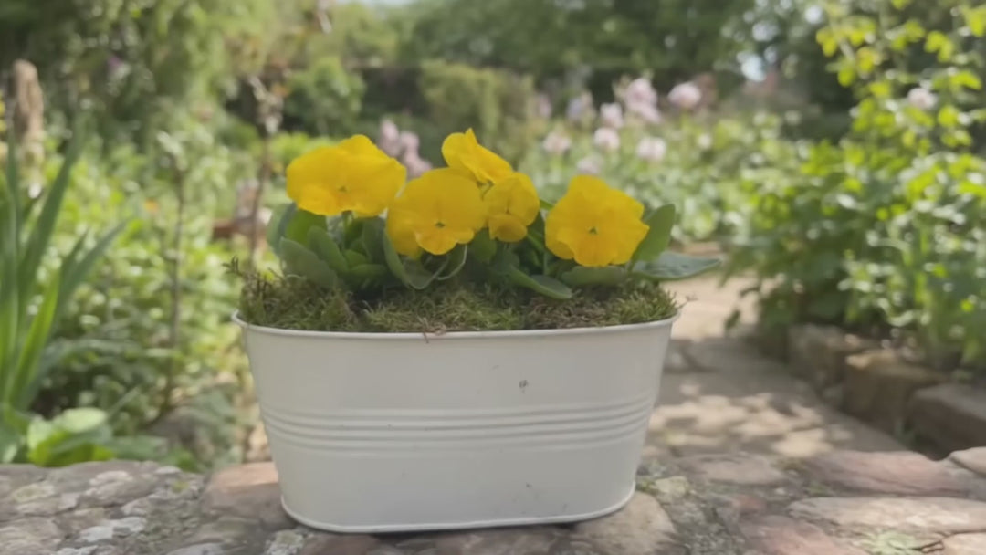 White Metal Trough with Mixed Seasonal Plants – Moss Finish Garden Planter
