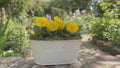 White Metal Trough with Mixed Seasonal Plants – Moss Finish Garden Planter