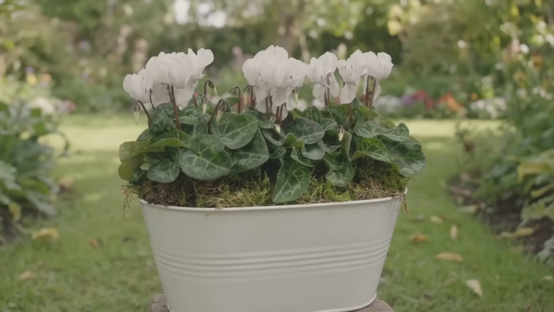 White Metal Trough with Mixed Seasonal Plants – Moss Finish Garden Planter
