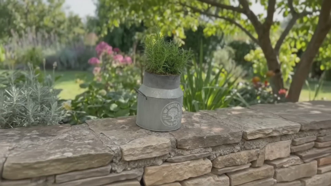 Rosemary in a Milk Churn with Moss Finish – Rustic Herb Garden Plant