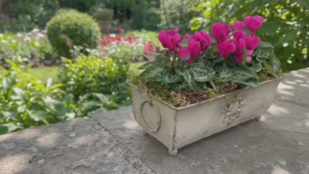 Traditional Metal Trough with Seasonal Cyclamen – Moss Lining