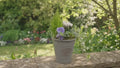 Olive Planter with Mixed Seasonal Plants – Grey or Green Garden Container