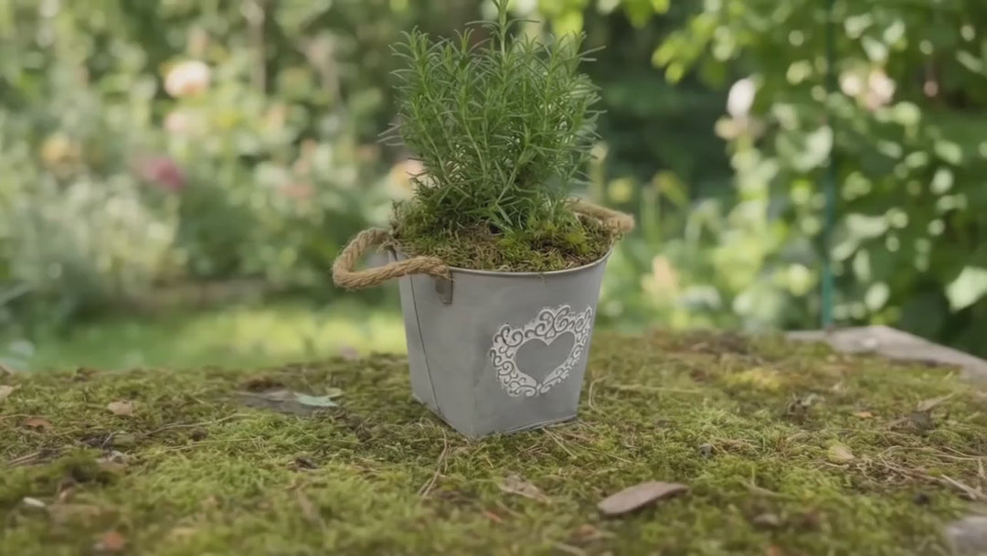 Rosemary in Heart Logo Tin with Moss Rim – Aromatic Herb Plant Gift