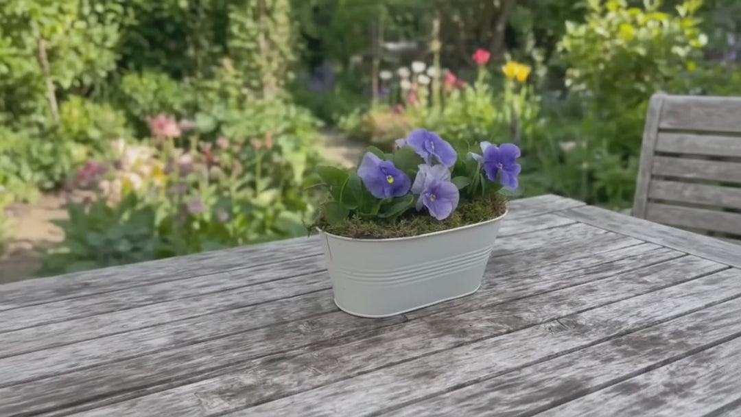 White Metal Trough with Mixed Seasonal Plants – Moss Finish Garden Planter