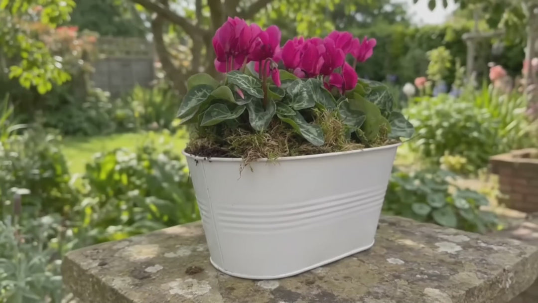 White Metal Trough with Mixed Seasonal Plants – Moss Finish Garden Planter