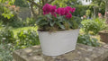 White Metal Trough with Mixed Seasonal Plants – Moss Finish Garden Planter