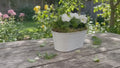 White Metal Trough with Mixed Seasonal Plants – Moss Finish Garden Planter